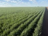 Auburn, Spring Plains, NSW 2388-Image