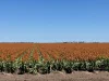 Auburn, Spring Plains, NSW 2388-Image