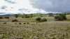 "AVOCA" Presses Road, Willow Tree, NSW 2339-Image