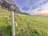 "AVOCA" Presses Road, Willow Tree, NSW 2339-Image