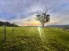 "AVOCA" Presses Road, Willow Tree, NSW 2339-Image