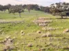 "AVOCA" Presses Road, Willow Tree, NSW 2339-Image