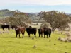 "AVOCA" Presses Road, Willow Tree, NSW 2339-Image