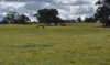 , Bangham SA 5268-Image