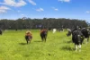 . Barretts Road, Naringal East, Vic 3277-Image