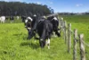 . Barretts Road, Naringal East, Vic 3277-Image