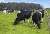 . Barretts Road, Naringal East, Vic 3277-Image