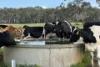 . Barretts Road, Naringal East, Vic 3277-Image
