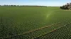 Billandrie West, Pallamallawa, NSW 2399-Image