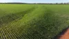 Billandrie West, Pallamallawa, NSW 2399-Image