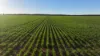 Billandrie West, Pallamallawa, NSW 2399-Image