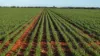Billandrie West, Pallamallawa, NSW 2399-Image