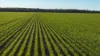 Billandrie West, Pallamallawa, NSW 2399-Image