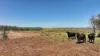 'Boomer' Rookwood Road, Gogango QLD 4702-Image