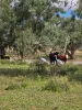 * Borrona Downs Station, Broken Hill, NSW 2880-Image