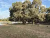 * Borrona Downs Station, Broken Hill, NSW 2880-Image