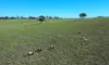 " Brooklyn Macintyre Aggregation ", Warwick, Qld 4370-Image
