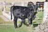 " Brooklyn Macintyre Aggregation ", Warwick, Qld 4370-Image