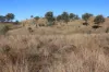 'Chapmans' Monto, Mount Perry QLD 4671-Image