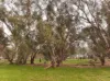 Cnr O'Keefe Road, Boorhaman, Vic 3678-Image