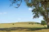 - Coates Creek Road, Manildra, NSW 2865-Image