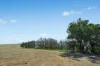 - Coates Creek Road, Manildra, NSW 2865-Image