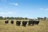- Coates Creek Road, Manildra, NSW 2865-Image