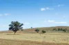 - Coates Creek Road, Manildra, NSW 2865-Image