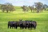 'Cronga Peak' 157 Cronga Peak Road, Molong NSW 2866-Image