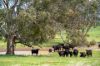 'Cronga Peak' 157 Cronga Peak Road, Molong NSW 2866-Image