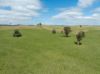 'Cronga Peak' 157 Cronga Peak Road, Molong NSW 2866-Image