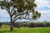 'Cronga Peak' 157 Cronga Peak Road, Molong NSW 2866-Image