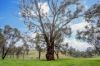 'Cronga Peak' 157 Cronga Peak Road, Molong NSW 2866-Image