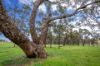 'Cronga Peak' 157 Cronga Peak Road, Molong NSW 2866-Image