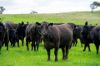 'Cronga Peak' 157 Cronga Peak Road, Molong NSW 2866-Image