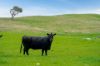 'Cronga Peak' 157 Cronga Peak Road, Molong NSW 2866-Image