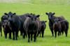 'Cronga Peak' 157 Cronga Peak Road, Molong NSW 2866-Image