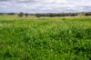 'Cronga Peak' 157 Cronga Peak Road, Molong NSW 2866-Image