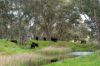 'Cronga Peak' 157 Cronga Peak Road, Molong NSW 2866-Image
