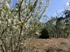 - Delaney's Road, Buckley Swamp, Vic 3301-Image