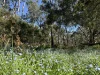 - Delaney's Road, Buckley Swamp, Vic 3301-Image