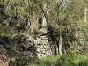 - Delaney's Road, Buckley Swamp, Vic 3301-Image