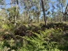 - Delaney's Road, Buckley Swamp, Vic 3301-Image