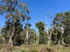- Delaney's Road, Buckley Swamp, Vic 3301-Image