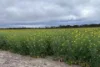Dragon Rocks Road, Lake Biddy, WA 6355-Image