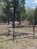 * Dutchmans Hutt, Hermidale, NSW 2831-Image