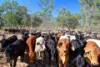 'East Top' Bygana Laglan Road, Clermont QLD 4721-Image