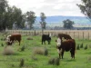 "Elstern" 1872 Old Winton Road, Winton, NSW 2344-Image