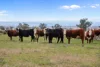 "Elstern" 1872 Old Winton Road, Winton, NSW 2344-Image