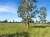 " Four Bar", Dalby, Qld 4405-Image